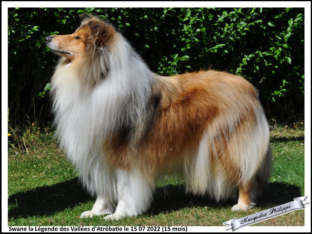 Swane la légende des vallées d'Atrébatie - 1ère Excellente en Classe Intermédiaire Femelle. CACS CACIB BOB