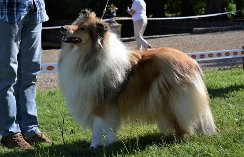 Swane la légende des vallées d'Atrébatie - NC Excellente en Classe Jeune Femelle