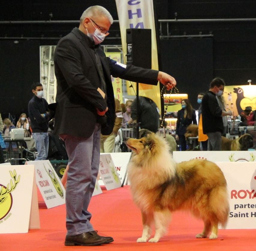Swane la légende des vallées d'Atrébatie - 1ère Très Prometteur en Classe Puppy Femelle - Meilleur Puppy