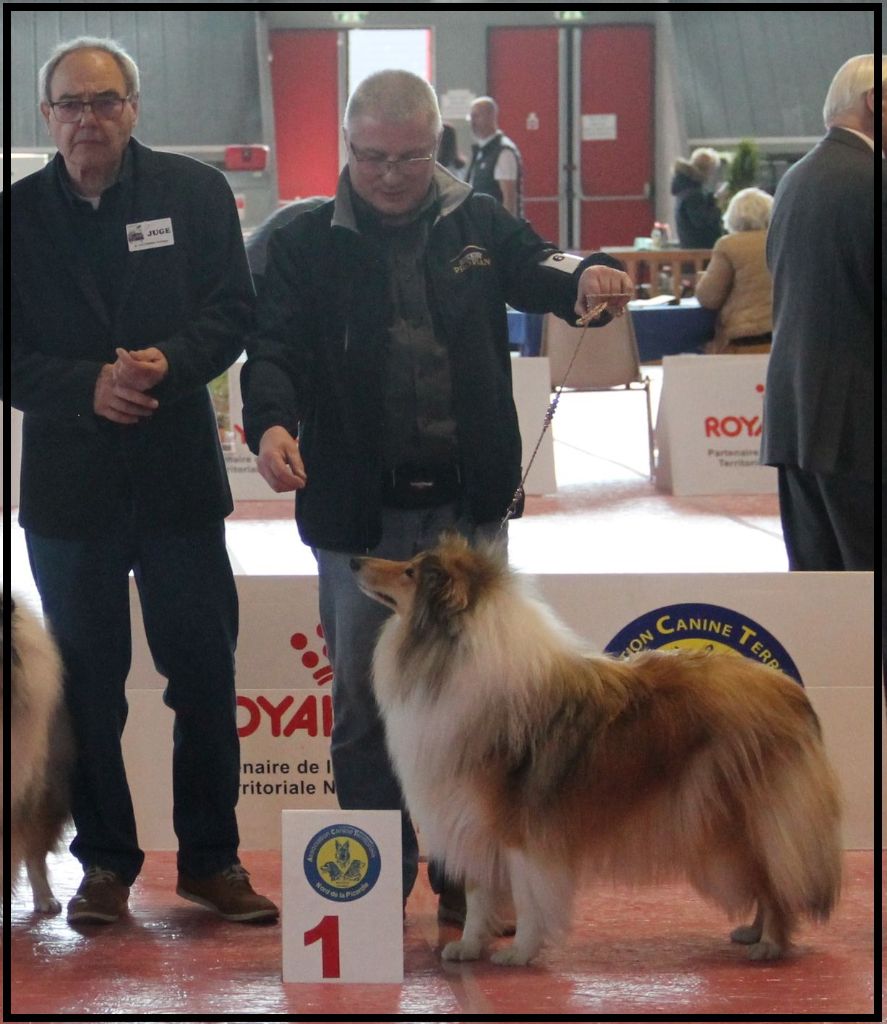 Swane la légende des vallées d'Atrébatie - 1ère Excellente Classe Jeune Femelle