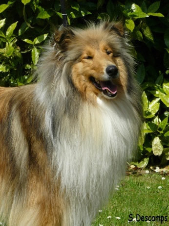 CH. Conte et légende d' Akerna denebola - 2 ème EXCELLENT