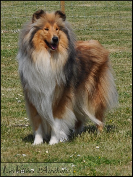 CH. Eclipse-de-lune des vallées d'Atrébatie - 6 exc classe intermédiaire - TAN 96/100