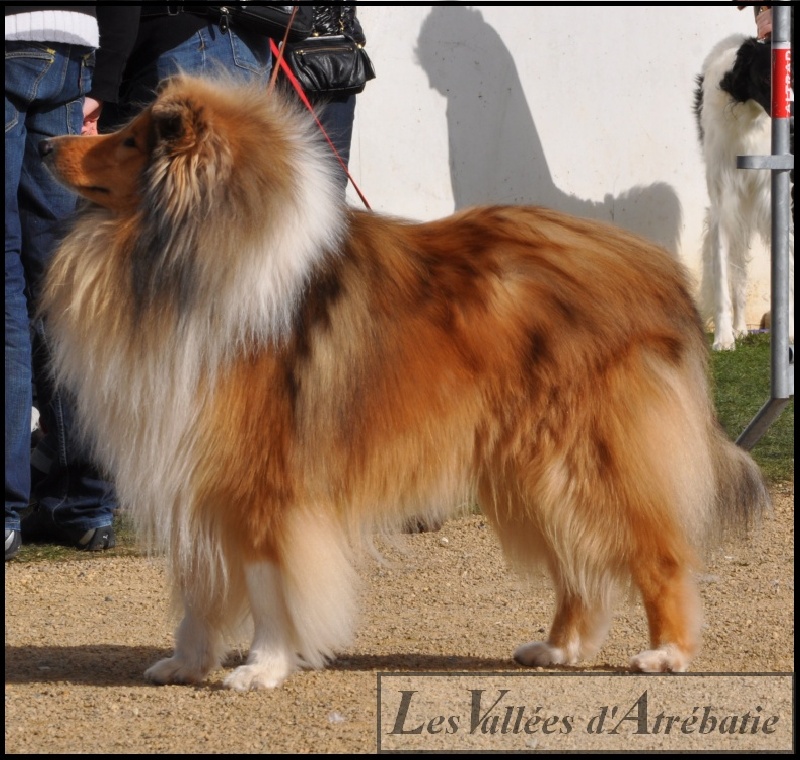 Ever fallen in love de la chapelle aux arbres - 1er EXC classe ouv - CACS - BOB - 4ème du 1er groupe