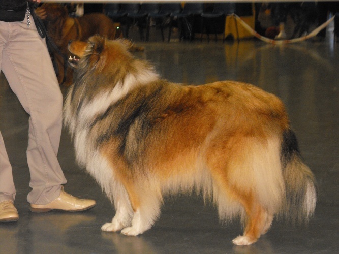 CH. Conte et légende d' Akerna denebola - 2 ème EXC RCACIB