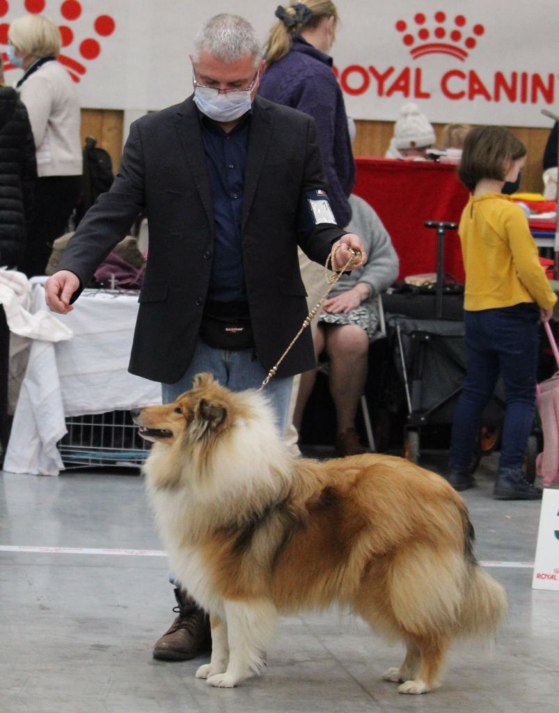 Swane la légende des vallées d'Atrébatie - 1ère Excellente en Classe Jeune Femelle - BEST JEUNE