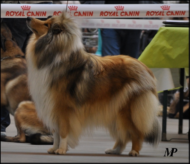 CH. Conte et légende d' Akerna denebola - 1 EXC CAC BOB