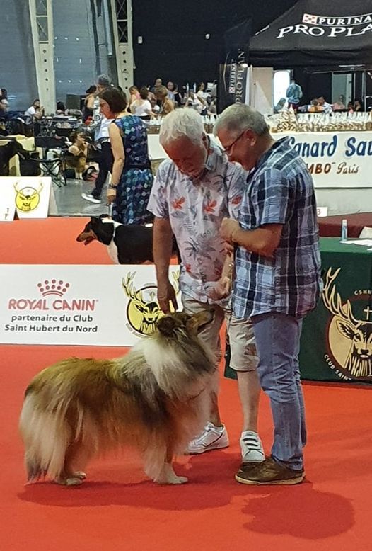 Swane la légende des vallées d'Atrébatie - 1ère Excellente en classe jeune femelle . BEST JEUNE . BOB