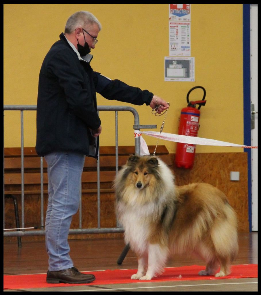 Swane la légende des vallées d'Atrébatie - 1ère Excellente Classe Jeune Femelle - Best Jeune