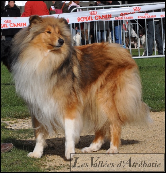 CH. Eclipse-de-lune des vallées d'Atrébatie - 1ère EXC RCACS