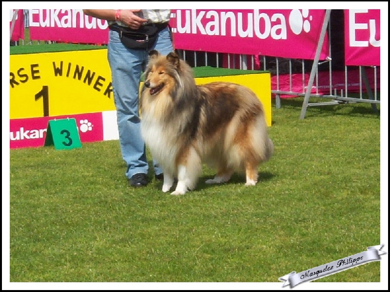 CH. Eclipse-de-lune des vallées d'Atrébatie - CACS (Titre de Championne de Belgique)