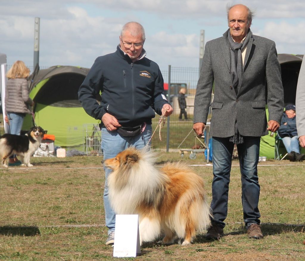 Swane la légende des vallées d'Atrébatie - 1 Excellente en classe Intermédiaire Femelle. Meilleur Femelle. CACS