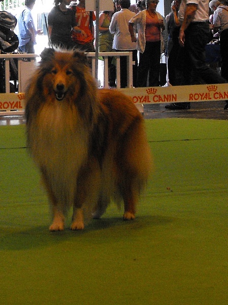 CH. Conte et légende d' Akerna denebola - EXCELLENT NON CLASSEE