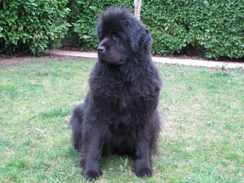 Publication : de la colline au noir desir Auteur : Mr & Mme KHEDER Eddi et Sophie