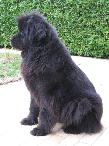 Publication : de la colline au noir desir Auteur : Mr & Mme KHEDER Eddi et Sophie