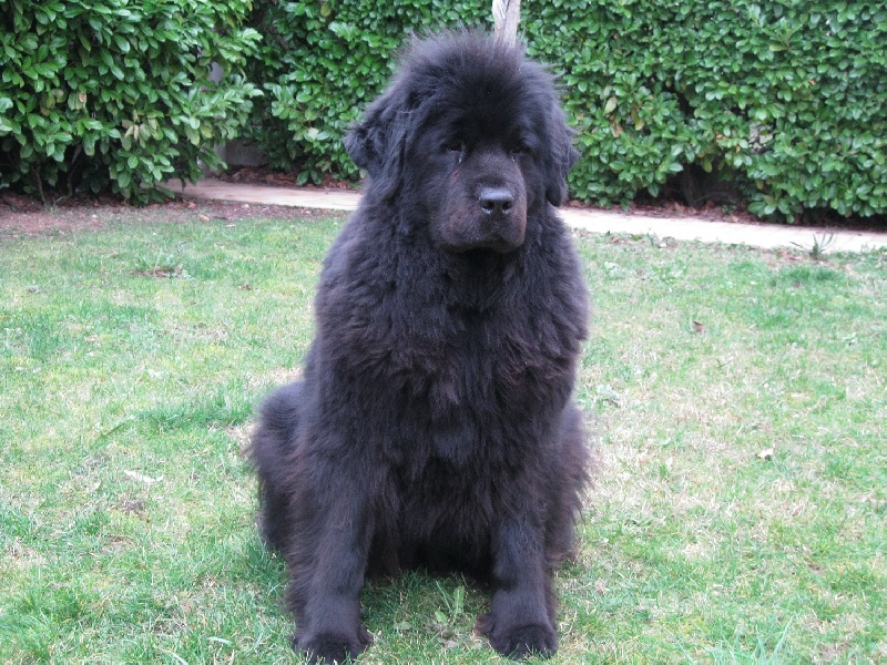 Publication : de la colline au noir desir Auteur : Mr & Mme KHEDER Eddi et Sophie