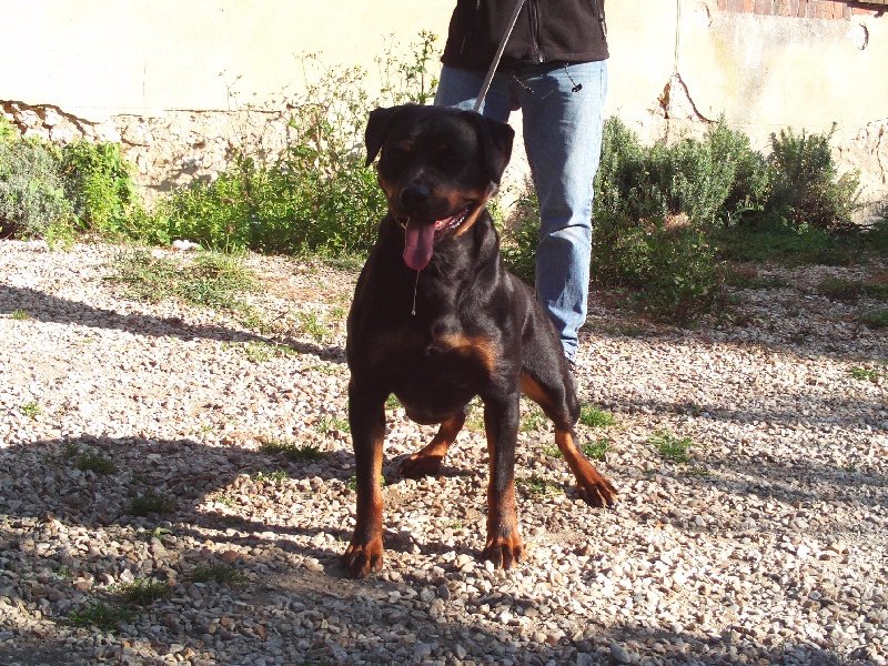C'verone des rotts de la foret d'Othe