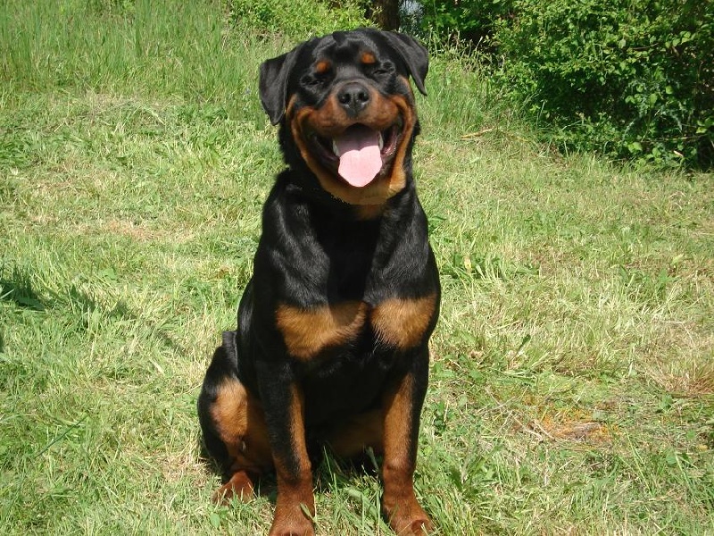CH. C'kyson des rotts de la foret d'Othe