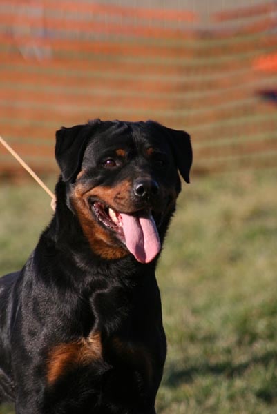 C'verone des rotts de la foret d'Othe