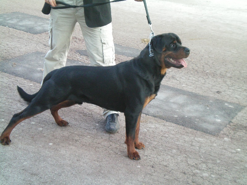 CH. C'kyson des rotts de la foret d'Othe