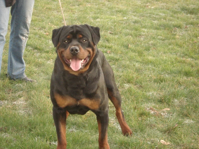 CH. C'kyson des rotts de la foret d'Othe