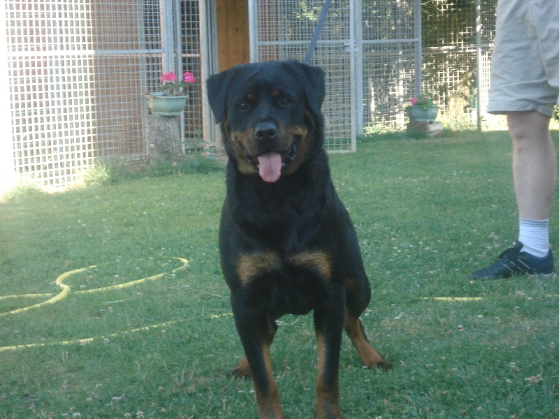 C'verone des rotts de la foret d'Othe