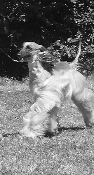 CH. Alishan's Feel's like a woman - EXC 2 RCAC VDH