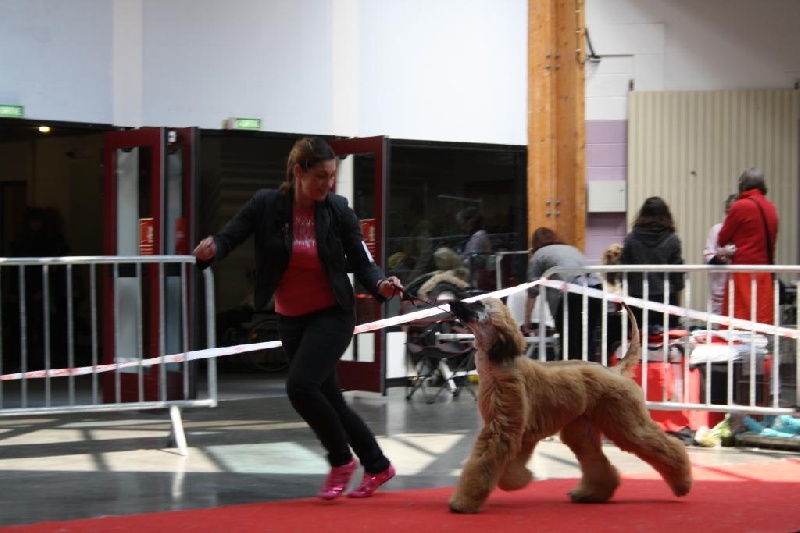 CH. Alishan's Feel's like a woman - 1ère Exc Classe jeune