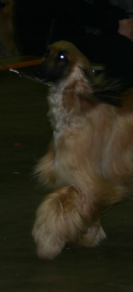 CH. Alishan's Feel's like a woman - EXC 1 RCAC RCACIB