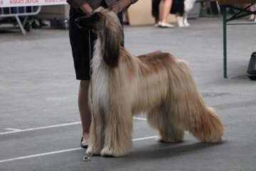 CH. Alishan's Feel's like a woman - 1ère Excellent classe Ouverte CACS/CACIB/BOS