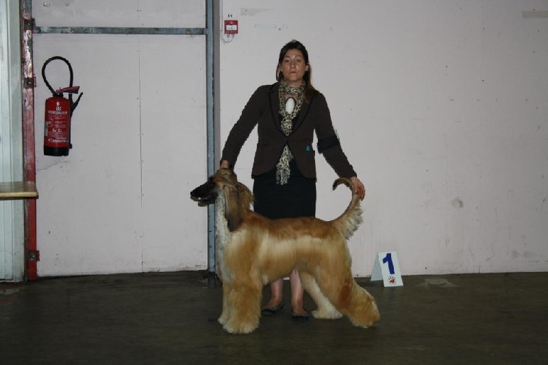 CH. Alishan's Feel's like a woman - 3ème Exc Classe Intermédiaire