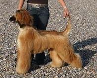 CH. Alishan's Feel's like a woman - Exc 1 Classe Jeune