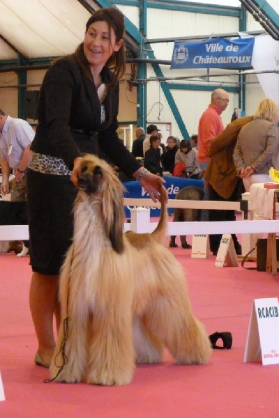 CH. Alishan's Feel's like a woman - Exc 3 inter.Class