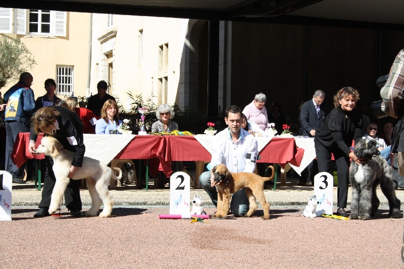 CH. Alishan's Feel's like a woman - 2ème Trés Prometteur