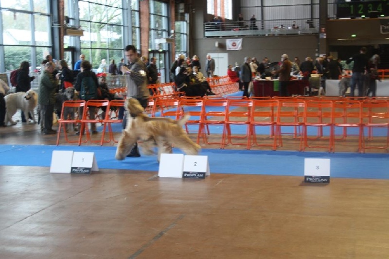 CH. Alishan's Feel's like a woman - 3ème Exc Classe Intermédiaire