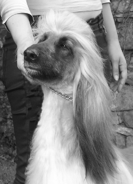 CH. Alishan's Feel's like a woman - Exc 1 CACS