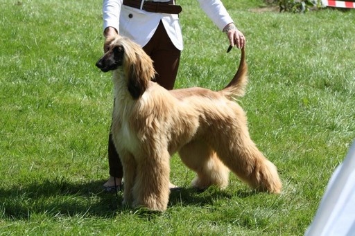 CH. Alishan's Feel's like a woman - 4ème excellent Classe Jeune