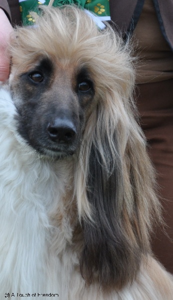 CH. Alishan's Feel's like a woman - EXC1 inter.class CAC