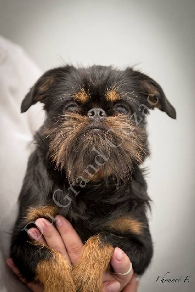 CH. Ike du Grand Cuzac