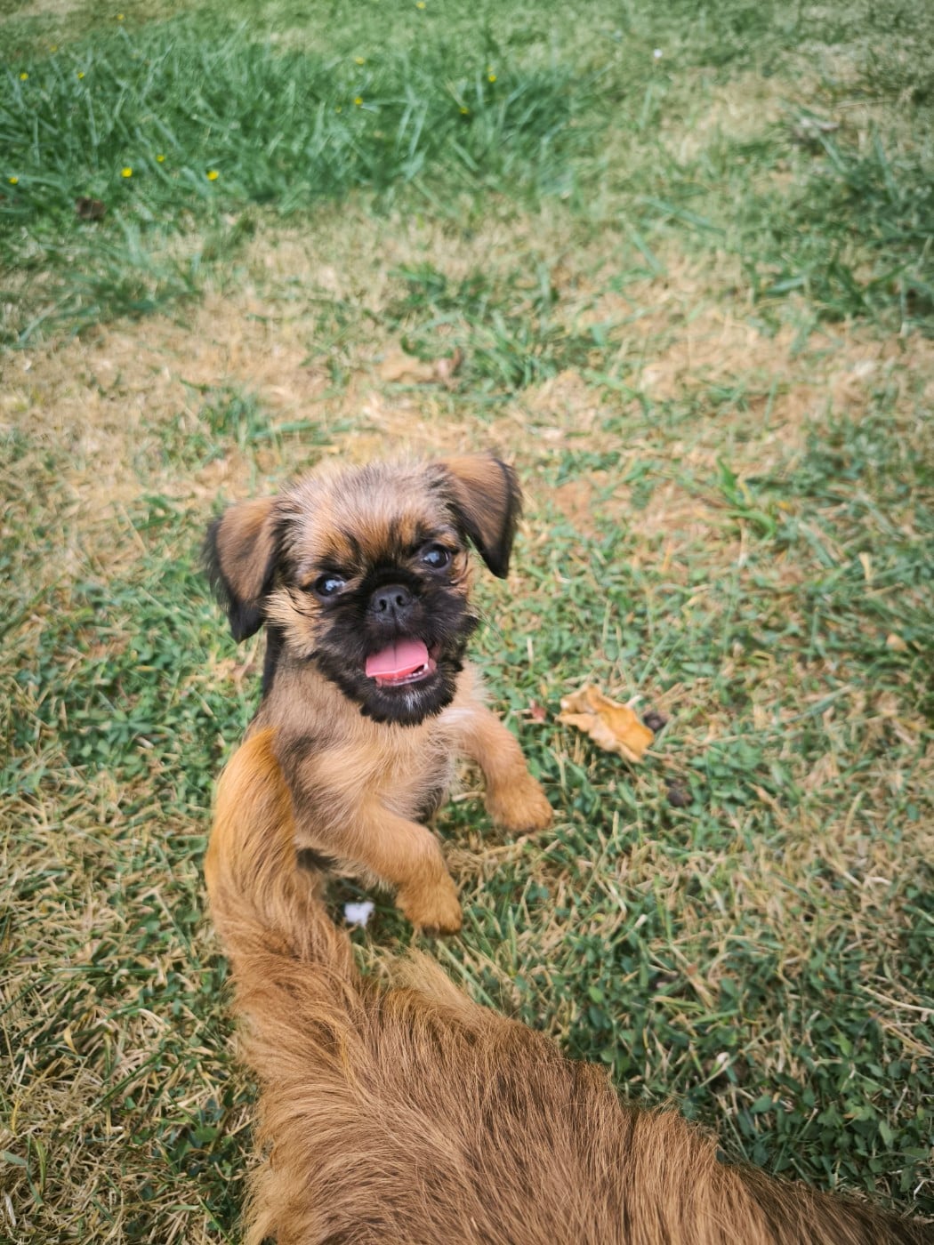 Chiot N°4