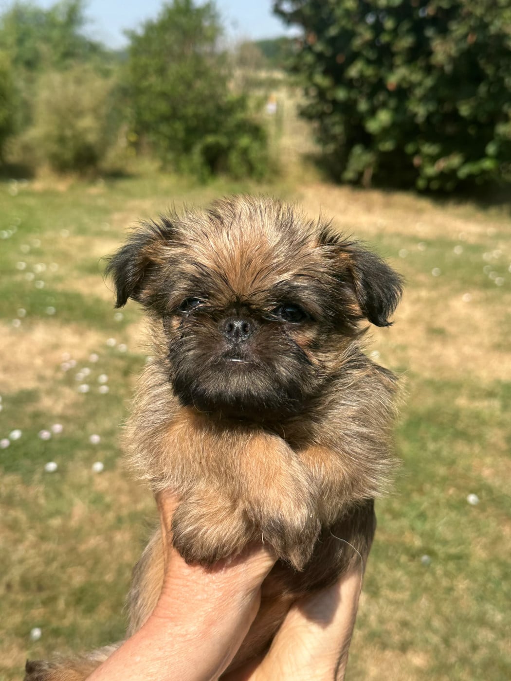 Baby Norman