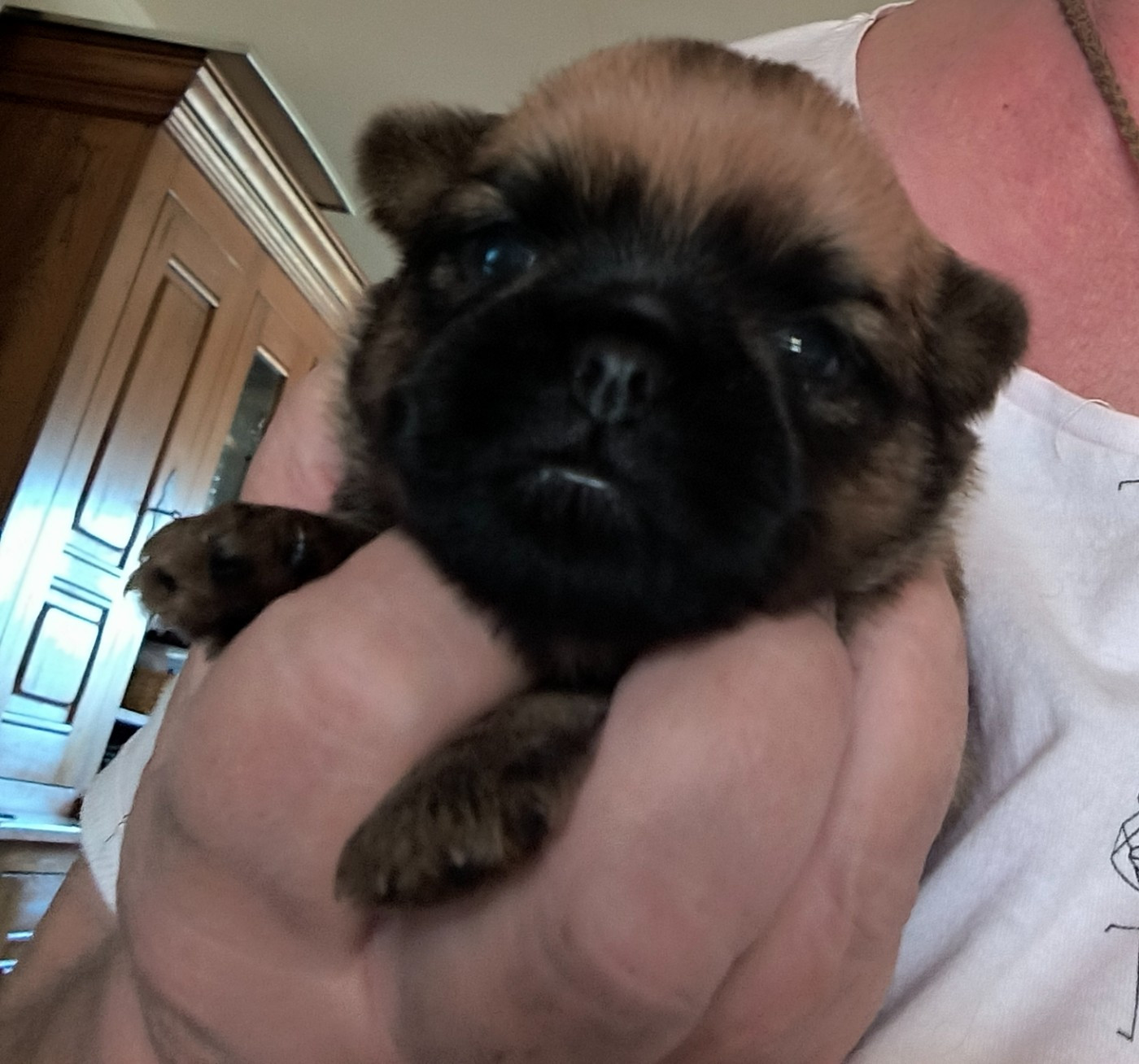 CHIOT 2 - Griffon belge