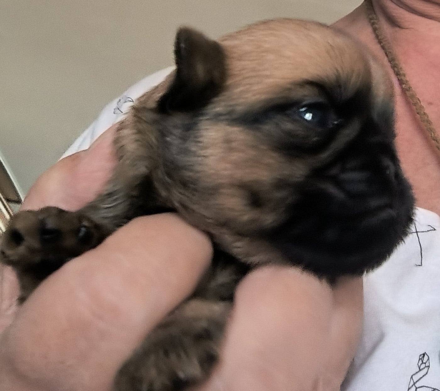 CHIOT 4 - Griffon belge