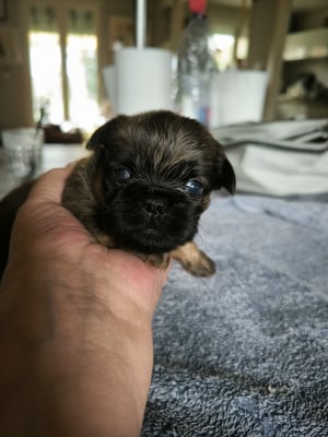 Les chiots de Griffon bruxellois