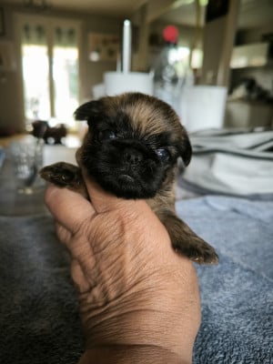 Les chiots de Griffon bruxellois