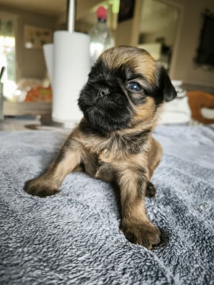 Les chiots de Griffon bruxellois