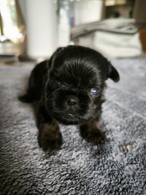 Les chiots de Griffon bruxellois