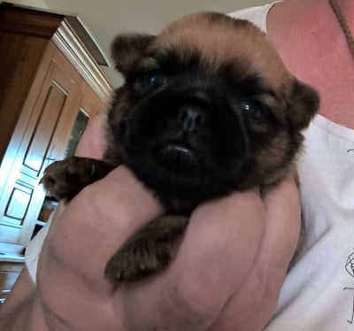 Les chiots de Griffon belge