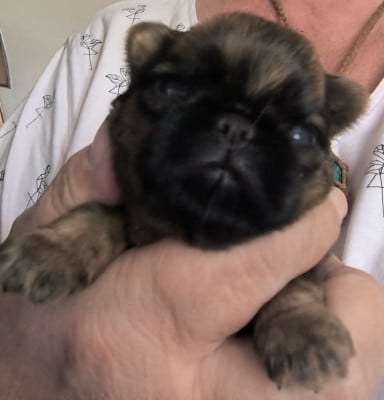Les chiots de Griffon belge