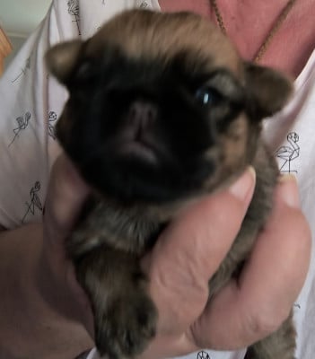 Les chiots de Griffon bruxellois