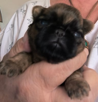 Les chiots de Griffon bruxellois
